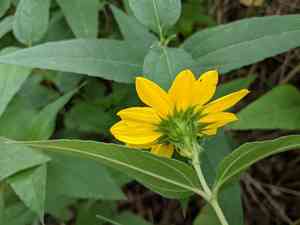 Hairy sunflower(Helianthus hirsutus)