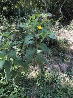 Hairy sunflower(Helianthus hirsutus)