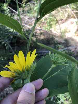 Hairy sunflower(Helianthus hirsutus)