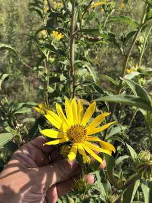 Maximilian sunflower(Helianthus maximiliani)