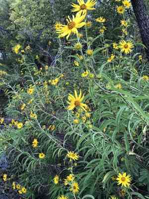 Maximilian sunflower(Helianthus maximiliani)