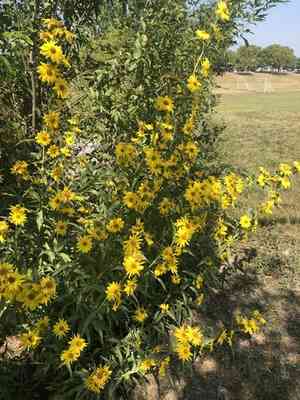 Maximilian sunflower(Helianthus maximiliani)
