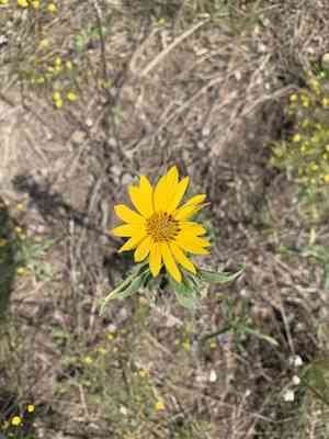 Maximilian sunflower(Helianthus maximiliani)