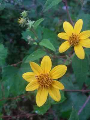 Small woodland sunflower(Helianthus microcephalus)