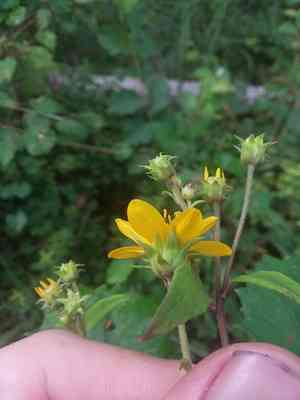 Small woodland sunflower(Helianthus microcephalus)