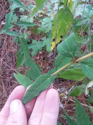Small woodland sunflower(Helianthus microcephalus)