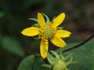 Small woodland sunflower(Helianthus microcephalus)