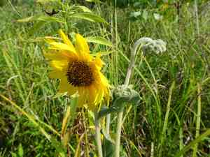 Swollen sunflower(Helianthus mollis)