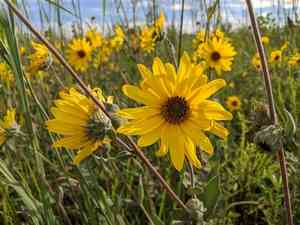 Swollen sunflower(Helianthus mollis)