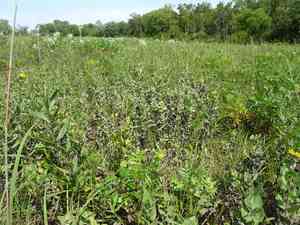 Swollen sunflower(Helianthus mollis)