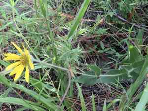 Swollen sunflower(Helianthus mollis)