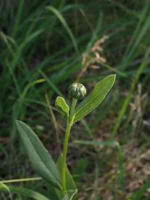 Stiff sunflower(Helianthus pauciflorus)