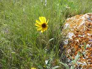 Stiff sunflower(Helianthus pauciflorus)
