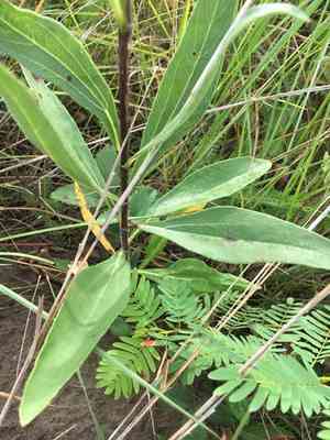 Stiff sunflower(Helianthus pauciflorus)