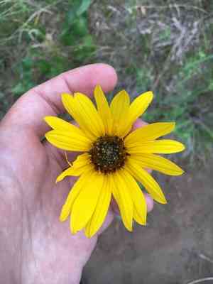 Stiff sunflower(Helianthus pauciflorus)