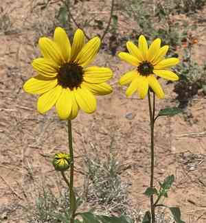 Prairie Sunflower(Helianthus petiolaris)