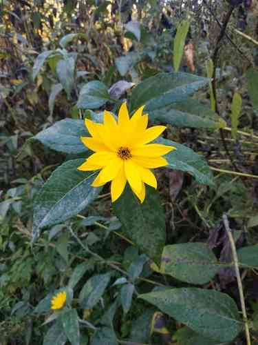 Jerusalem artichoke(Helianthus tuberosus)