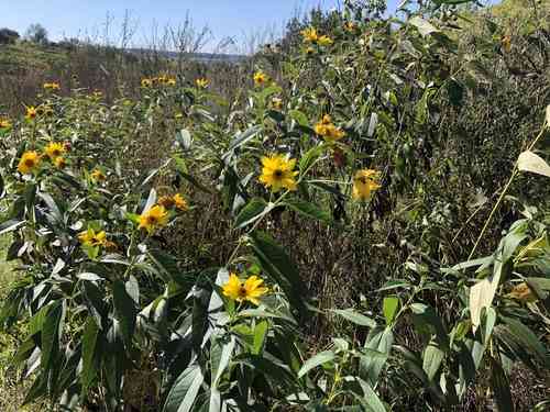 Jerusalem artichoke(Helianthus tuberosus)