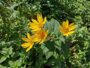Jerusalem artichoke(Helianthus tuberosus)