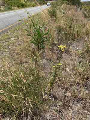 Stinking strawflower(Helichrysum foetidum)