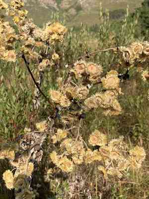 Stinking strawflower(Helichrysum foetidum)