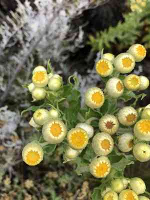 Stinking strawflower(Helichrysum foetidum)