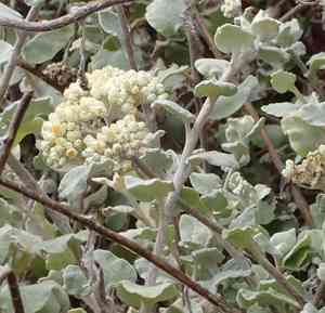Licorice plant(Helichrysum petiolare)