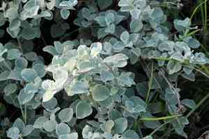 Licorice plant(Helichrysum petiolare)