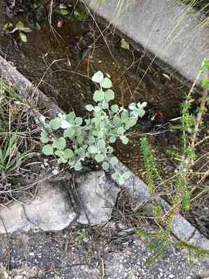 Licorice plant(Helichrysum petiolare)