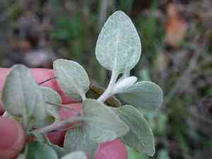 Licorice plant(Helichrysum petiolare)