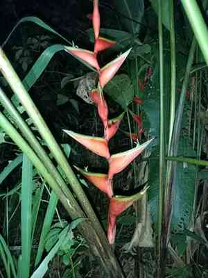 Macaw-flower(Heliconia bihai)