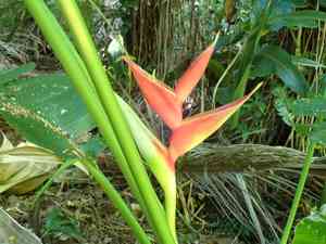 Macaw-flower(Heliconia bihai)