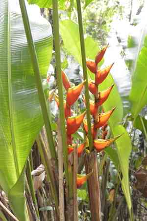 Macaw-flower(Heliconia bihai)
