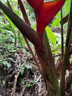Macaw-flower(Heliconia bihai)