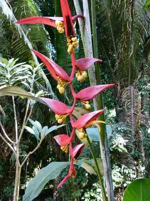 Platanillo(Heliconia collinsiana)