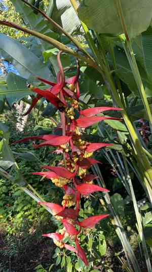 Platanillo(Heliconia collinsiana)