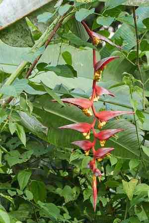 Platanillo(Heliconia collinsiana)