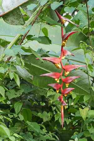 Platanillo(Heliconia collinsiana)