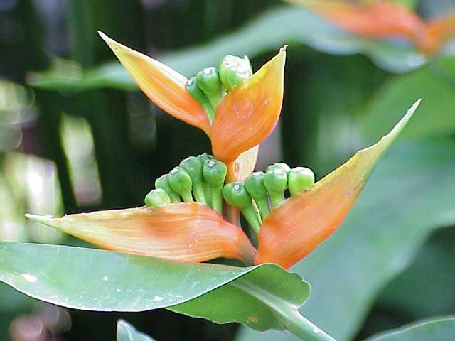 Enhancing Your Garden Design with the Platanillo Plant: A Landscaping ...