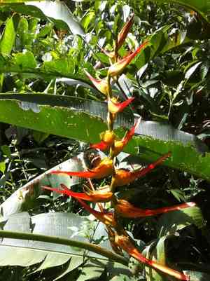 Expanded lobsterclaw(Heliconia latispatha)