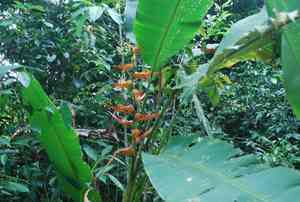 Expanded lobsterclaw(Heliconia latispatha)