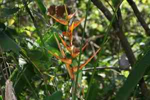 Expanded lobsterclaw(Heliconia latispatha)