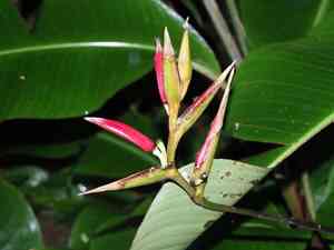 Shining bird of paradise(Heliconia metallica)