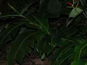 Shining bird of paradise(Heliconia metallica)