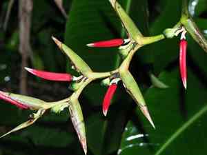 Shining bird of paradise(Heliconia metallica)