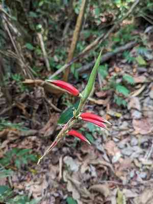 Shining bird of paradise(Heliconia metallica)
