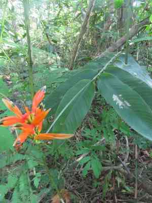 Parrot's beak(Heliconia psittacorum)