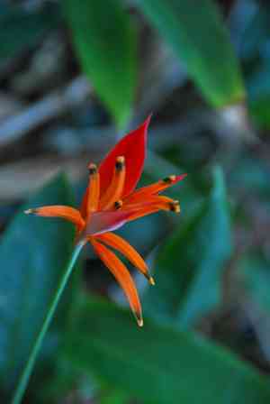 Parrot's beak(Heliconia psittacorum)