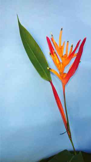 Parrot's beak(Heliconia psittacorum)