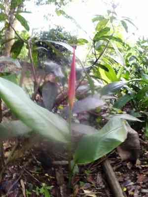 Parrot's beak(Heliconia psittacorum)